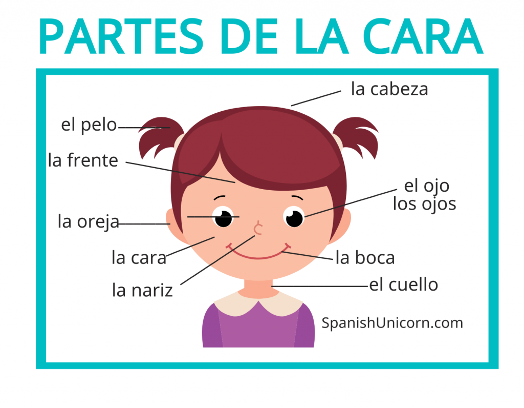 Partes del cuerpo en espanol - la cara