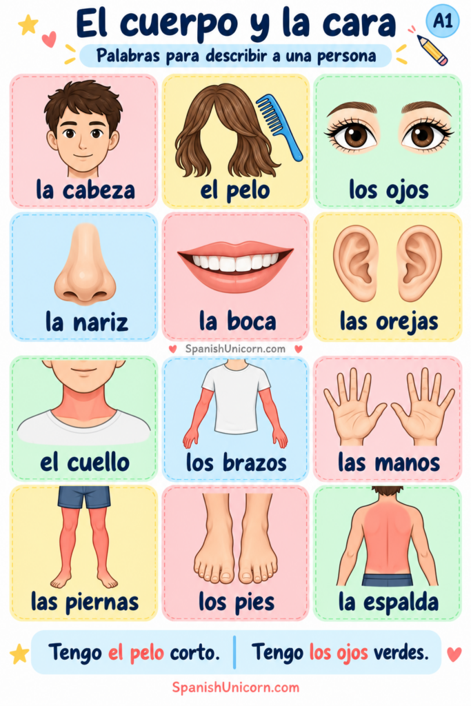 Partes del cuerpo y de la cara en español: cabeza, pelo, ojos, nariz, boca, orejas, cuello, brazos, manos, piernas, pies y espalda.